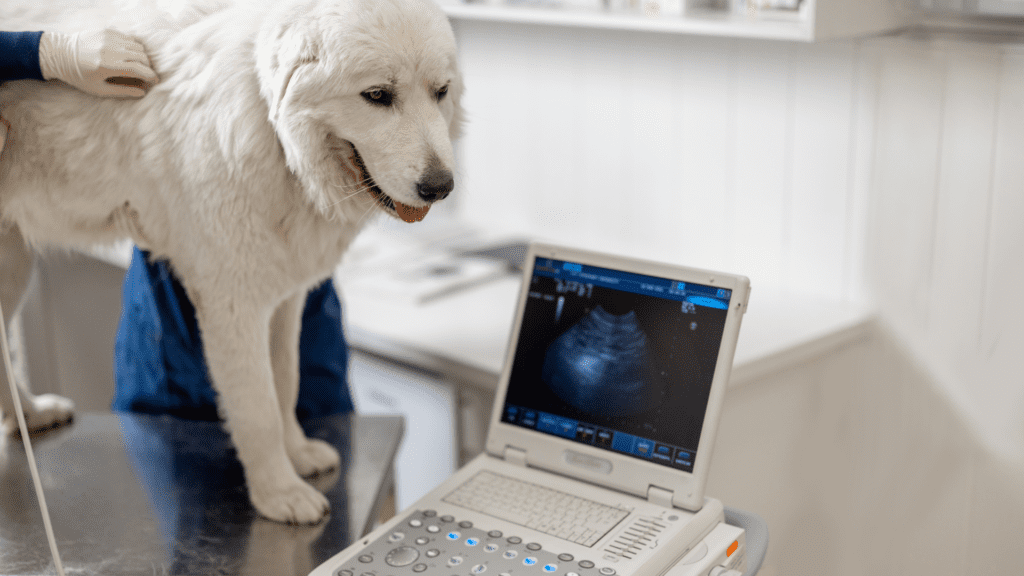 Pet Radiography - Northwest Animal Hospital