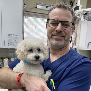 A poodle with a yellow bandana sits