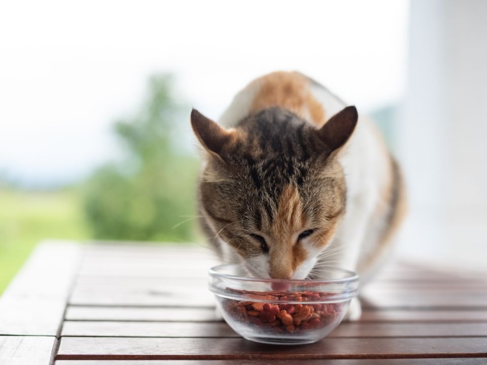 A cat eating from a bowl on a table
