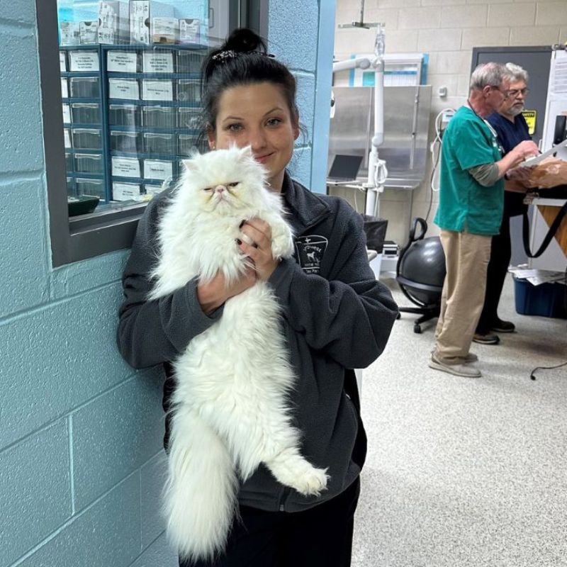 A woman gently cradles a large white cat