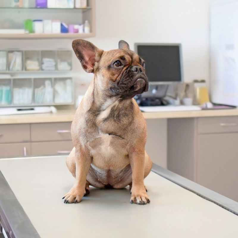 dog standing on the examination table