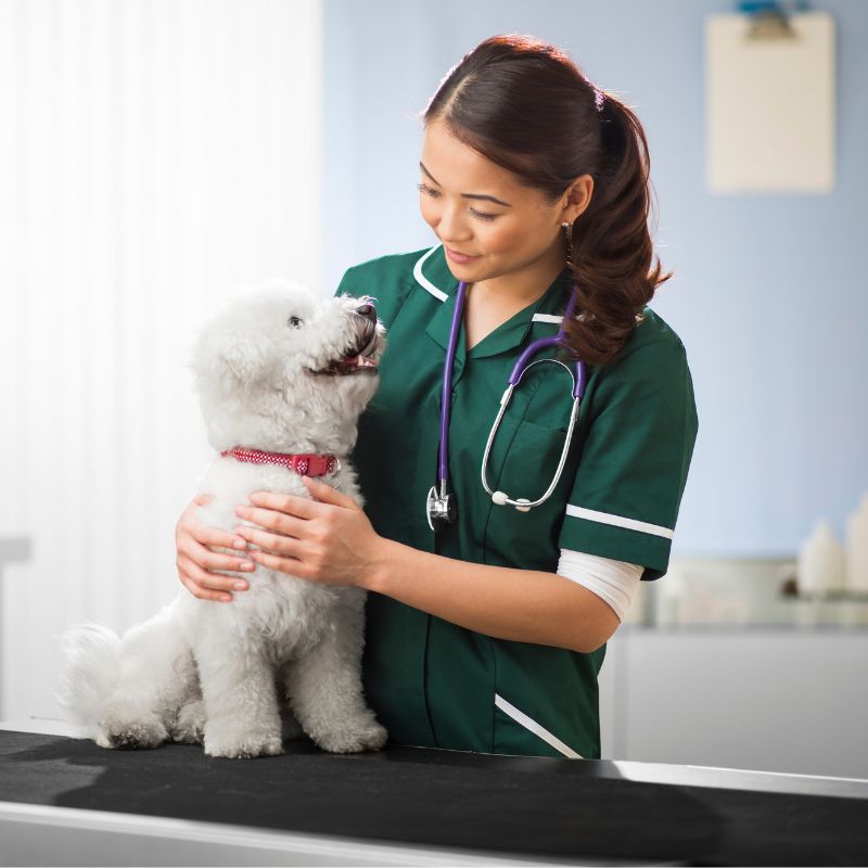 vet holding a dog